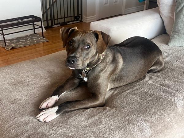 Bryce, a Adoptable mixed breed in Vallejo, CA image 6/6