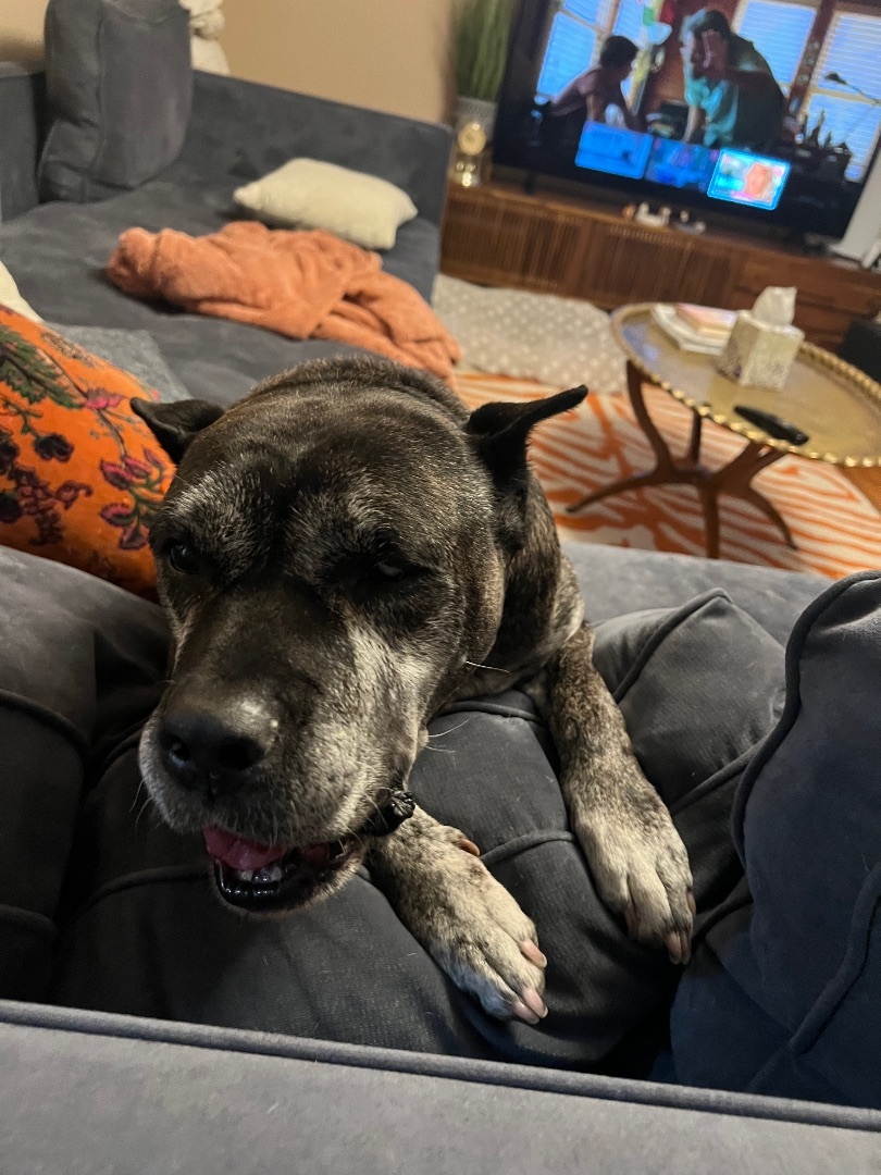 Cougar, Adopted, Senior Female Cane Corso & Mastiff.