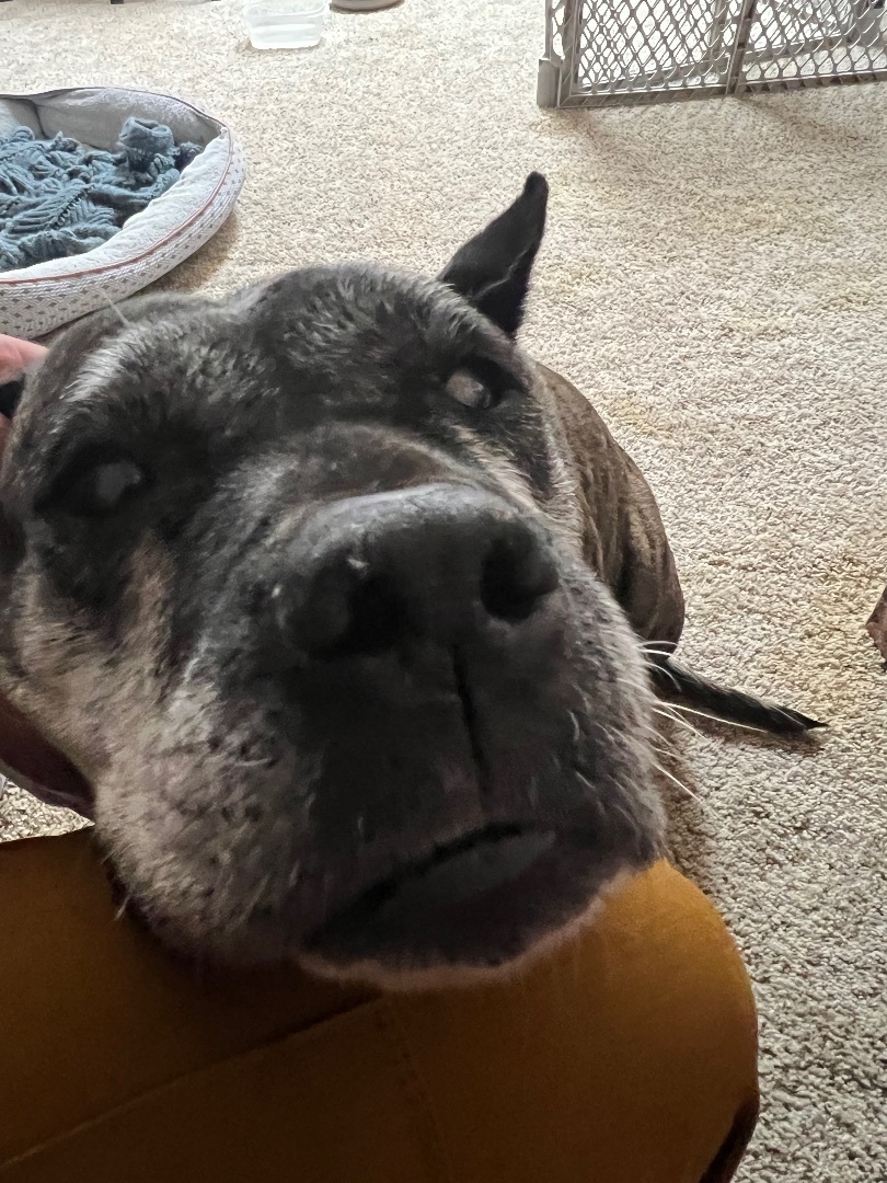 Cougar, a Adopted mixed breed in Roy, UT image 2/12