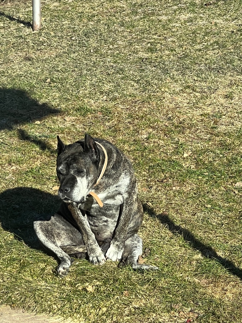 Cougar, a Adopted mixed breed in Roy, UT image 3/12