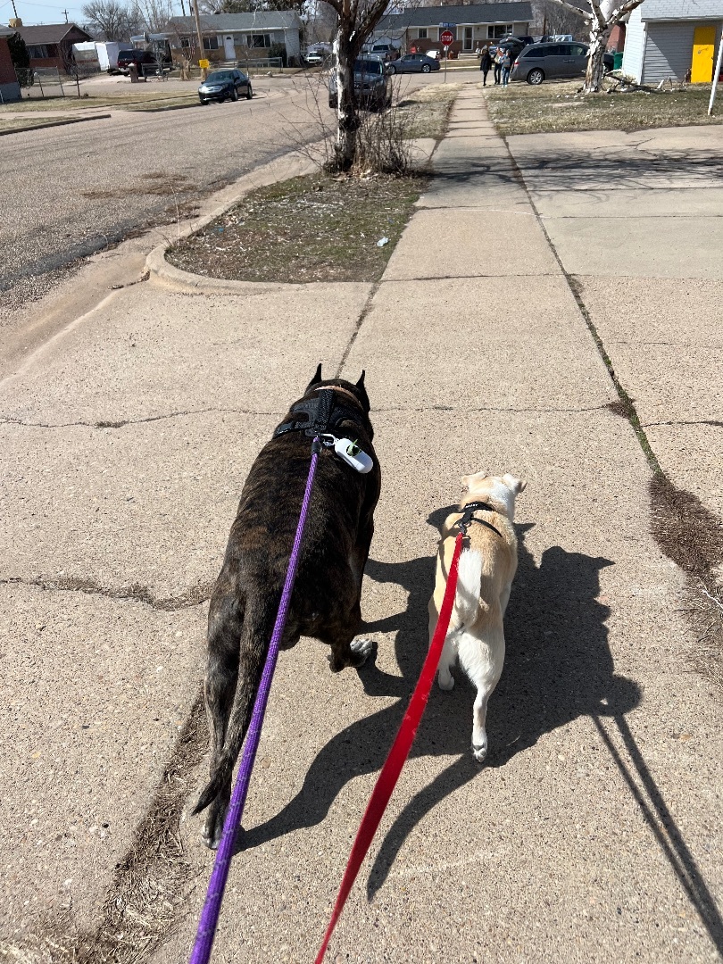 Cougar, a Adopted mixed breed in Roy, UT image 4/12