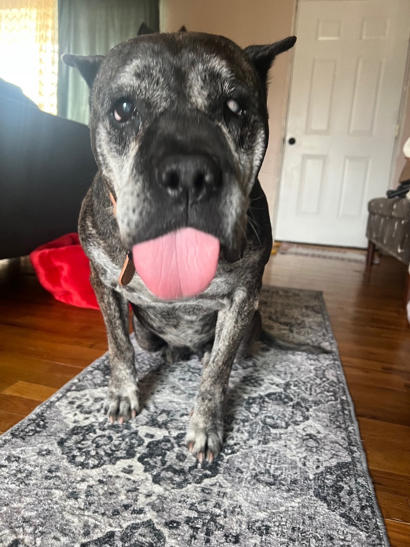 Cougar, a Adopted mixed breed in Roy, UT image 5/12