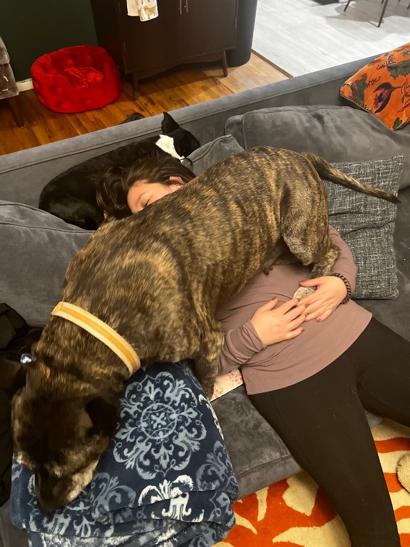 Cougar, a Adopted mixed breed in Roy, UT image 6/12