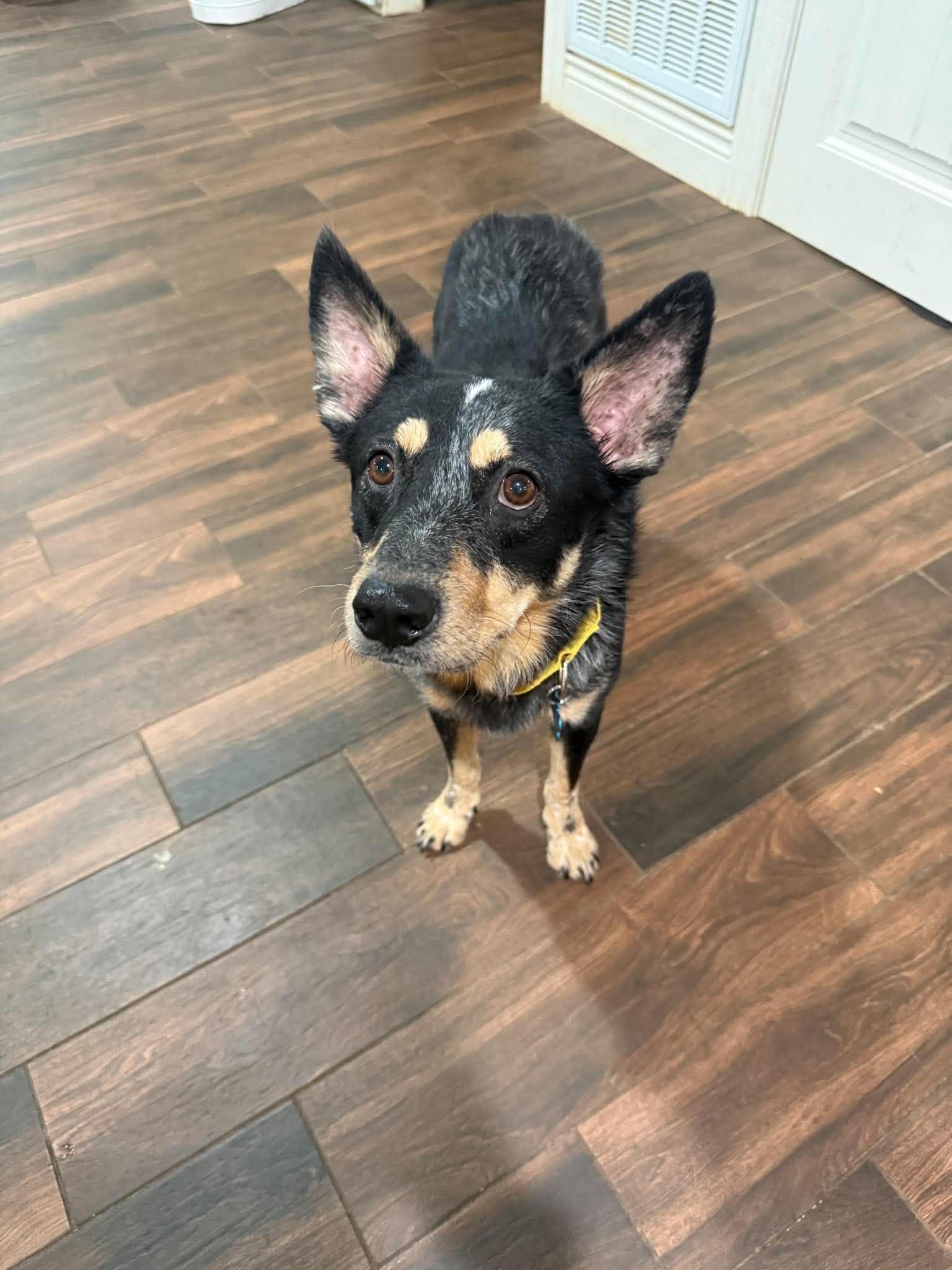Enlarge Atlas, a Adoptable mixed breed in Bozeman, MT image 5/6