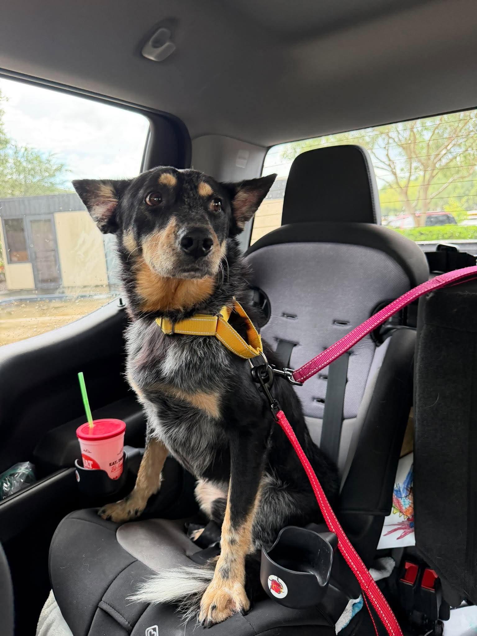 Enlarge Atlas, a Adoptable mixed breed in Bozeman, MT image 3/6