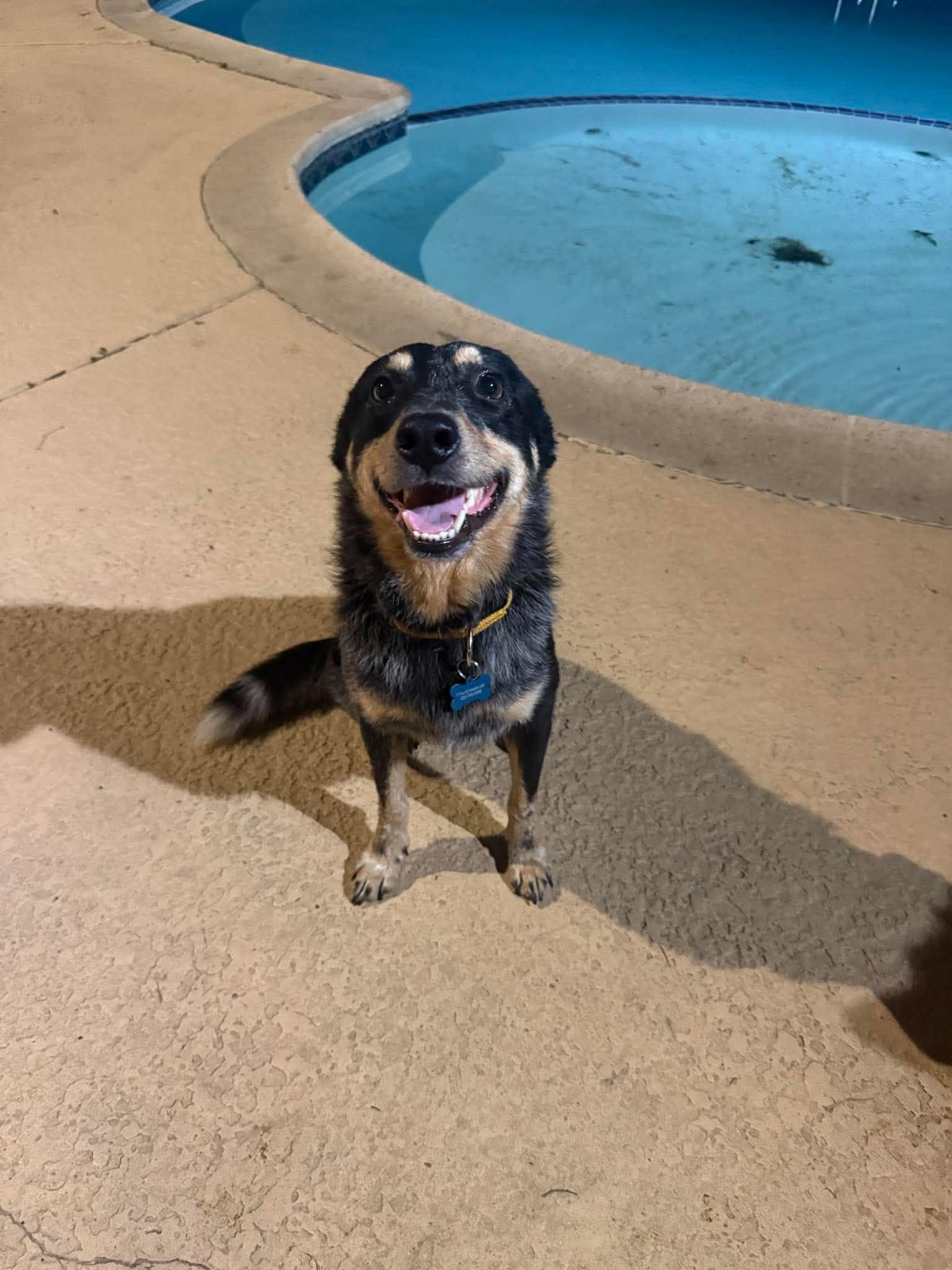 Enlarge Atlas, a Adoptable mixed breed in Bozeman, MT image 4/6