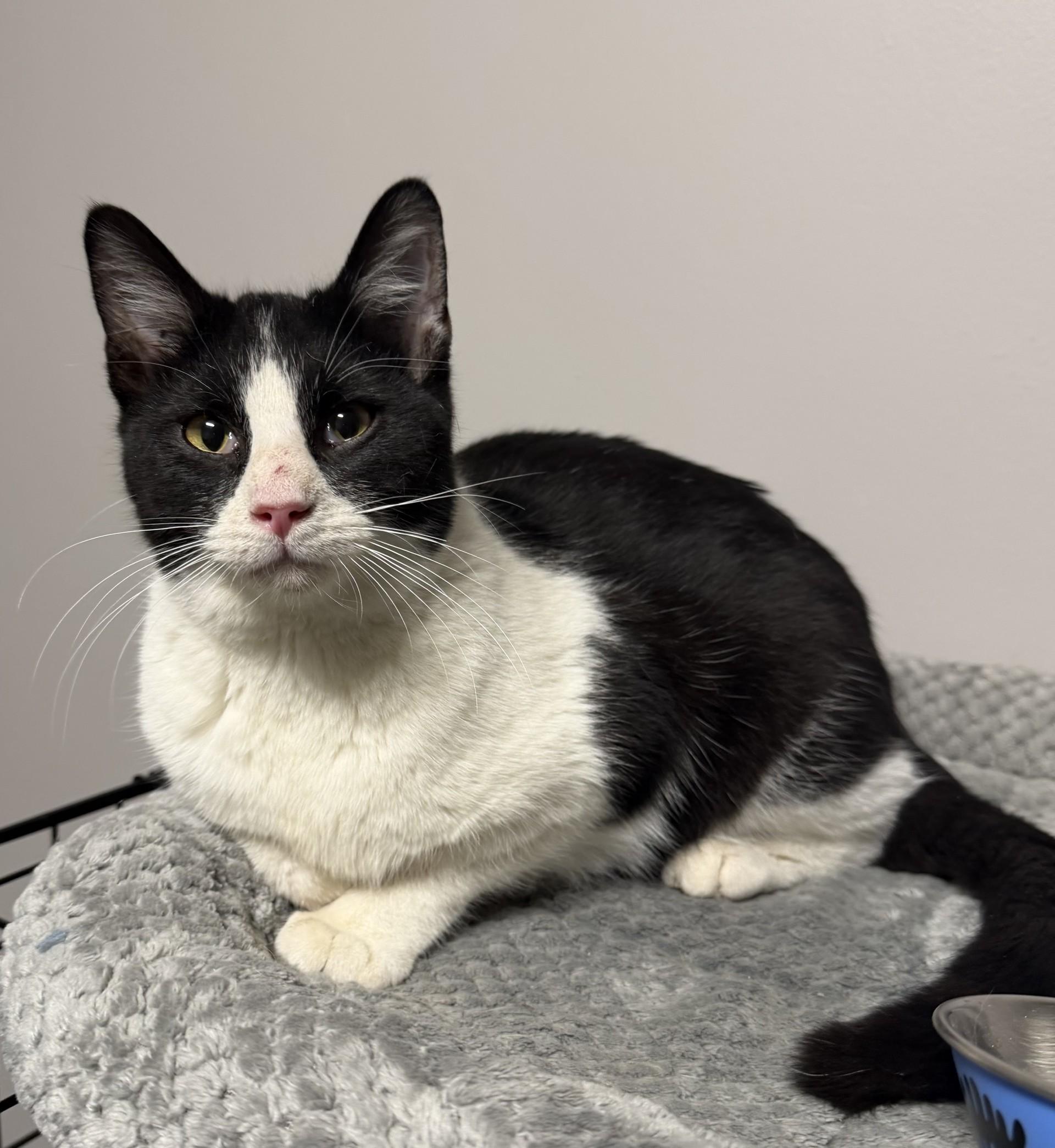 Enlarge Oreo, an adopted Domestic Short Hair in Grove, OK image 1/1