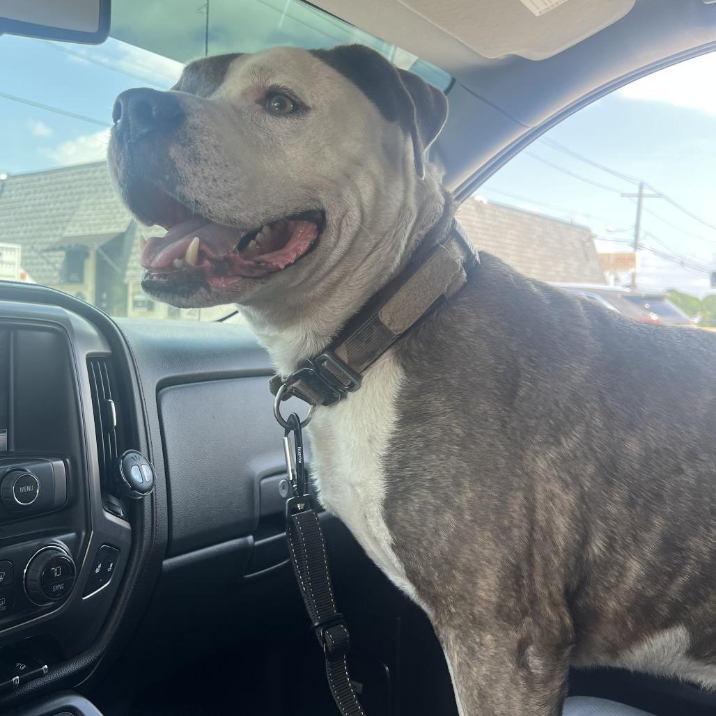 Oso, Adoptable, Adult Male Pit Bull Terrier.