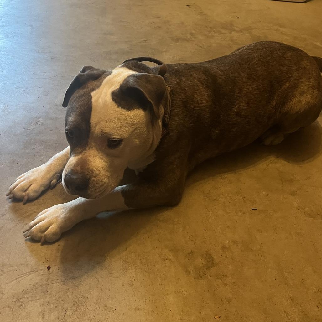 Enlarge Oso, a Adoptable Pit Bull Terrier in Beaumont, TX image 2/2