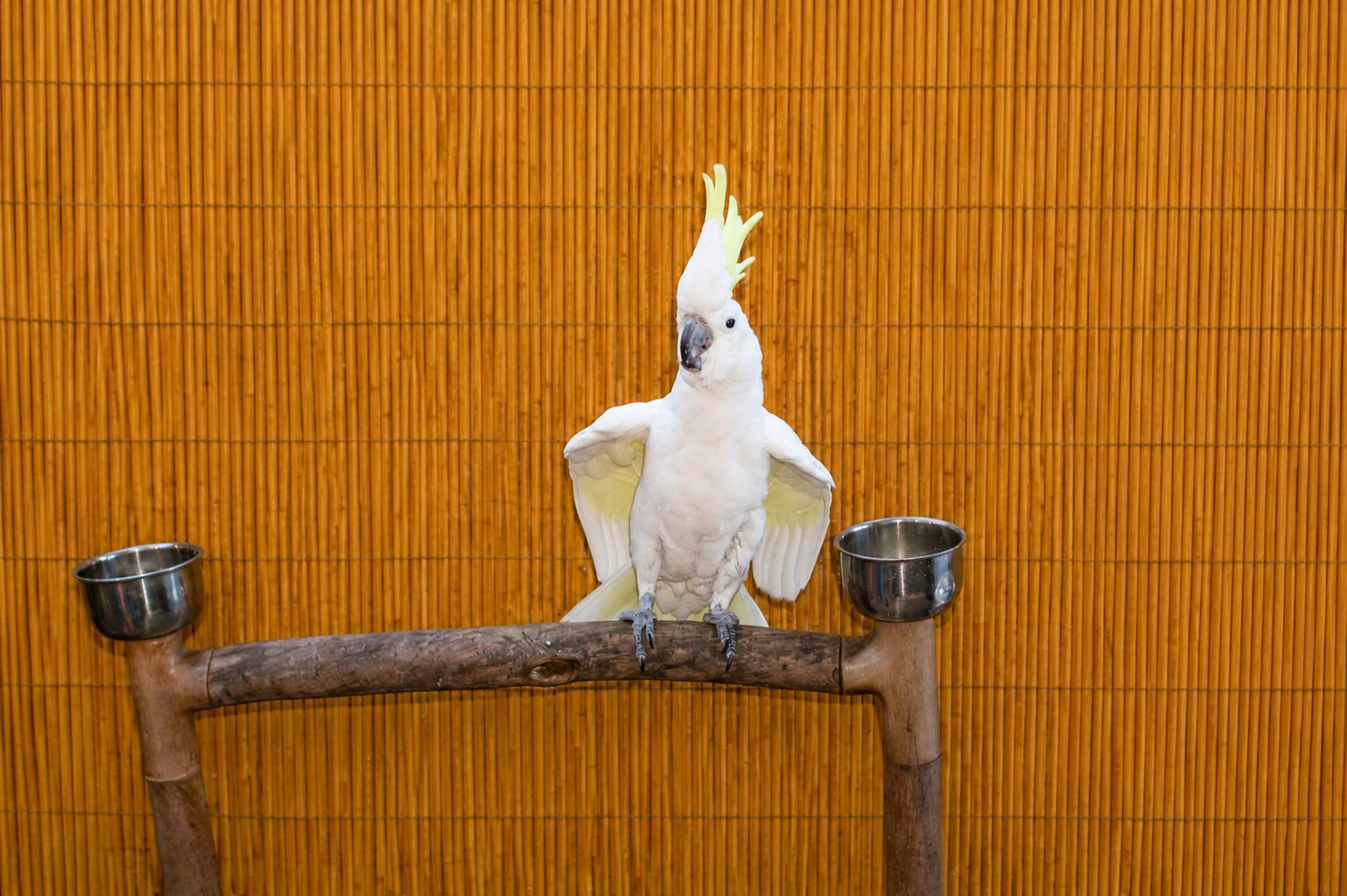 Sydney, the Special Medium Sulfur-Crested Cockatoo, adoptable, Adult Male Cockatoo.