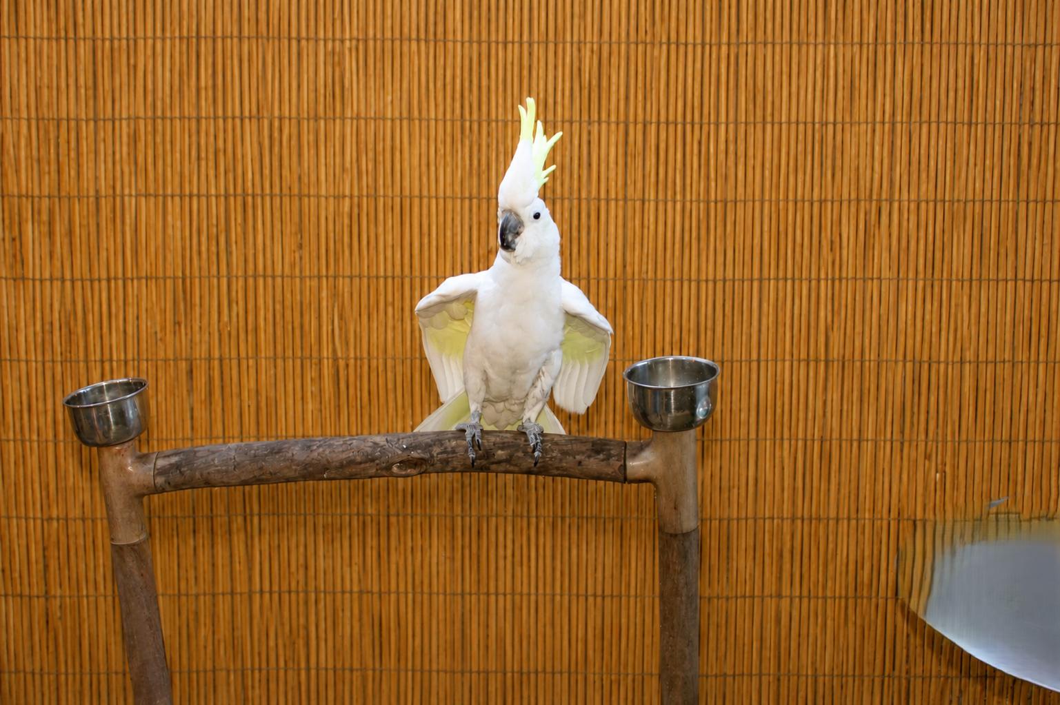 Sydney, the Special Medium Sulfur-Crested Cockatoo, an adoptable Cockatoo in Vancouver, WA image 5/6