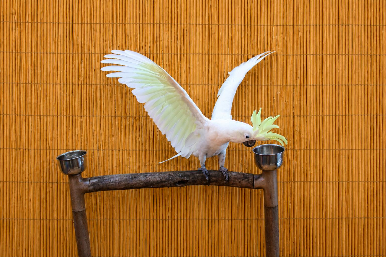 Sydney, the Special Medium Sulfur-Crested Cockatoo, an adoptable Cockatoo in Vancouver, WA image 4/6