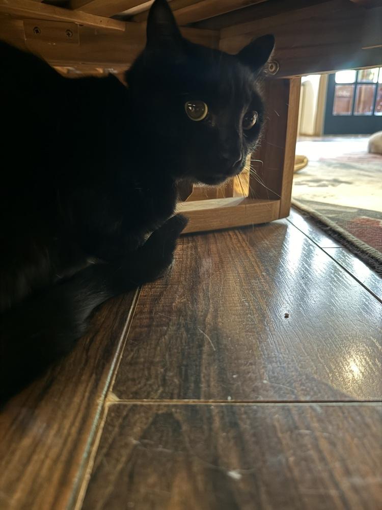 Cosmo, Adoptable, Young Male Domestic Short Hair.