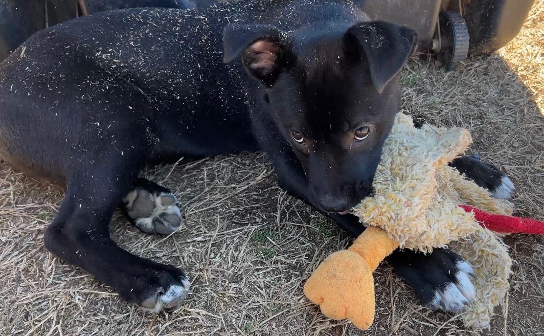 Dottie " Husky mix puppy female ", Adoptable, Young Female Husky & Staffordshire Bull Terrier.