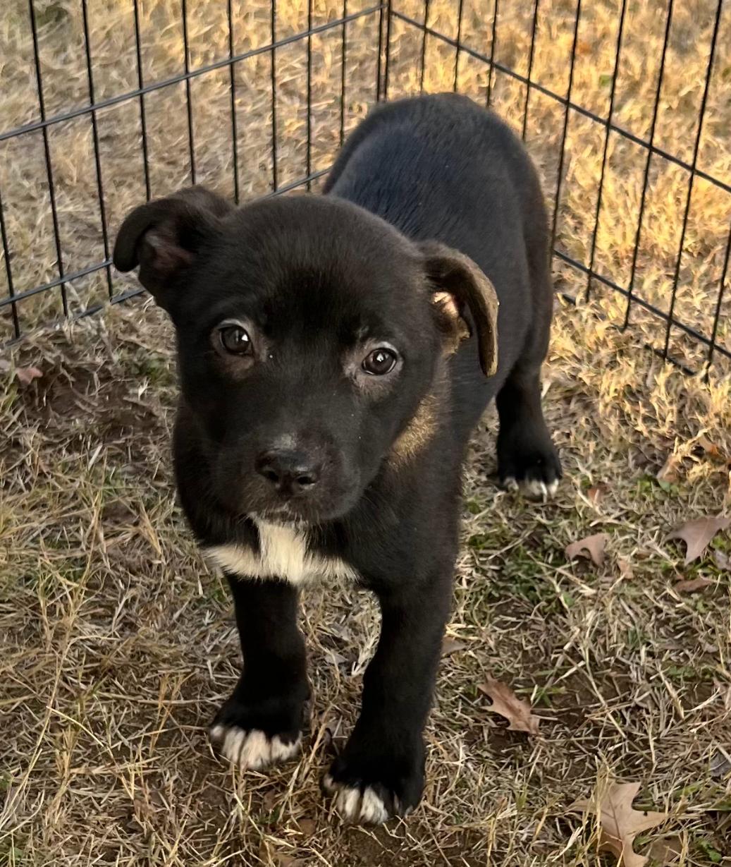 Dottie " Husky mix puppy female ", a Adoptable mixed breed in Flower Mound, TX image 6/6