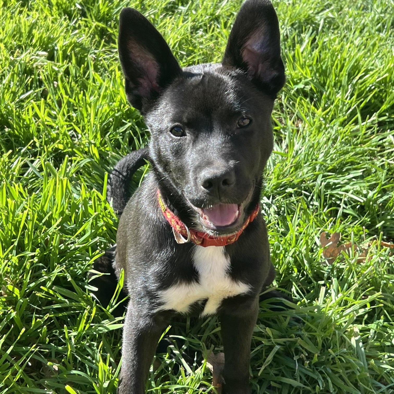 Dottie " Husky mix puppy female ", Young Female unknown