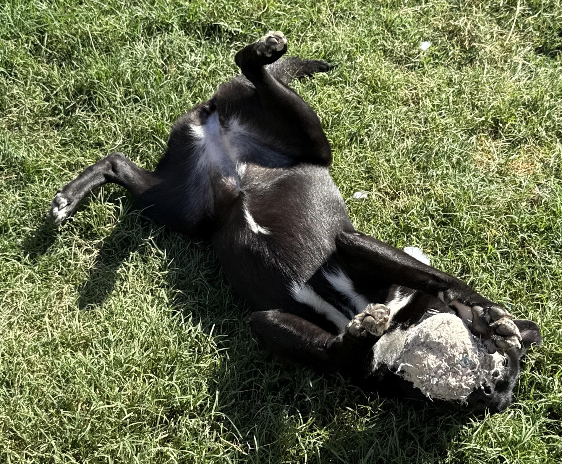 Dottie " Husky Mix thumbnail 5