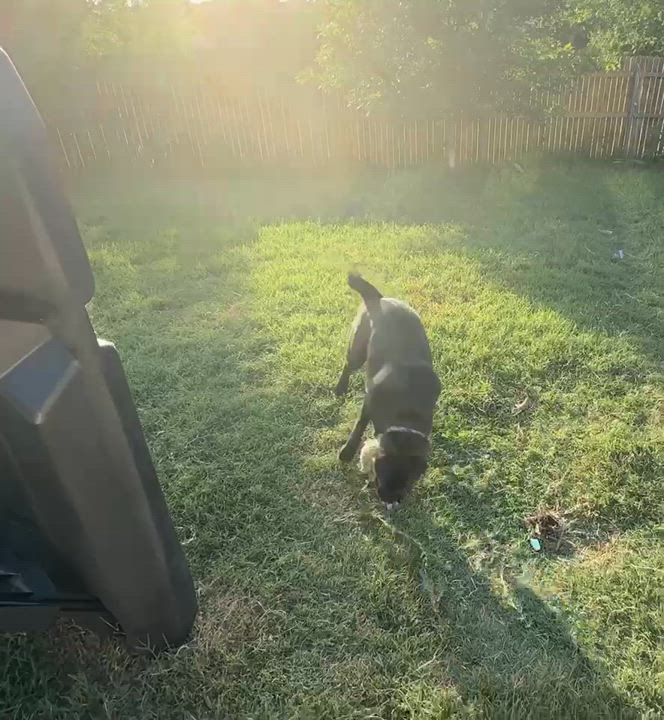 Enlarge Dottie " Husky mix puppy female ", a Adoptable mixed breed in Flower Mound, TX video 4/6