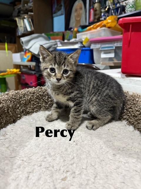 Enlarge Percy, a Adoptable mixed breed in Libertyville, IL image 1/1