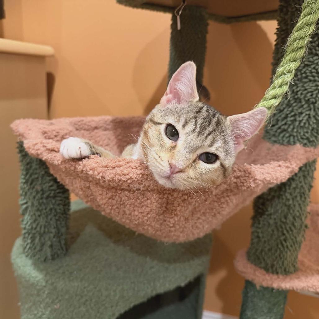 Stormy Zell, Adoptable, Kitten Female American Curl & Domestic Short Hair.