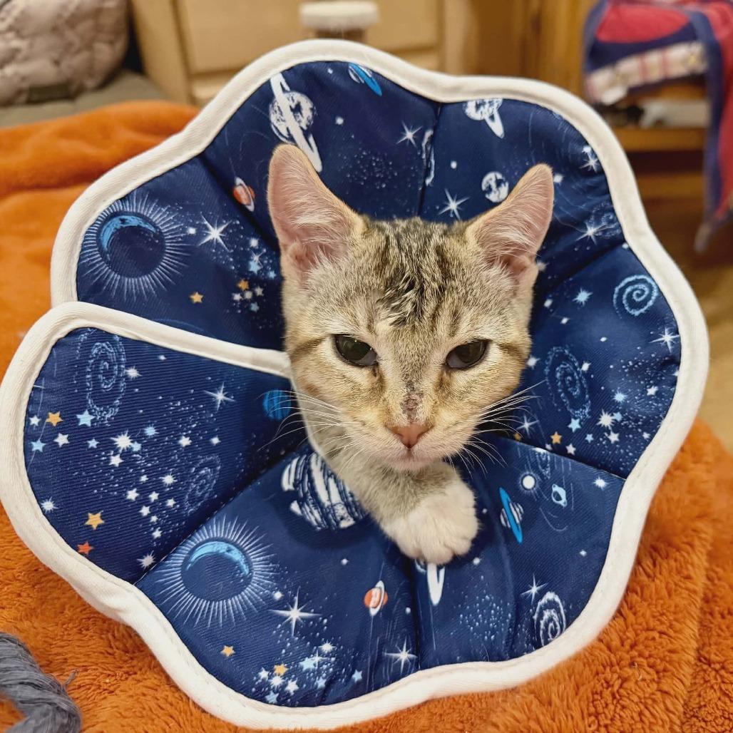 Enlarge Stormy Zell, a Adoptable mixed breed in Fayetteville, GA image 2/4