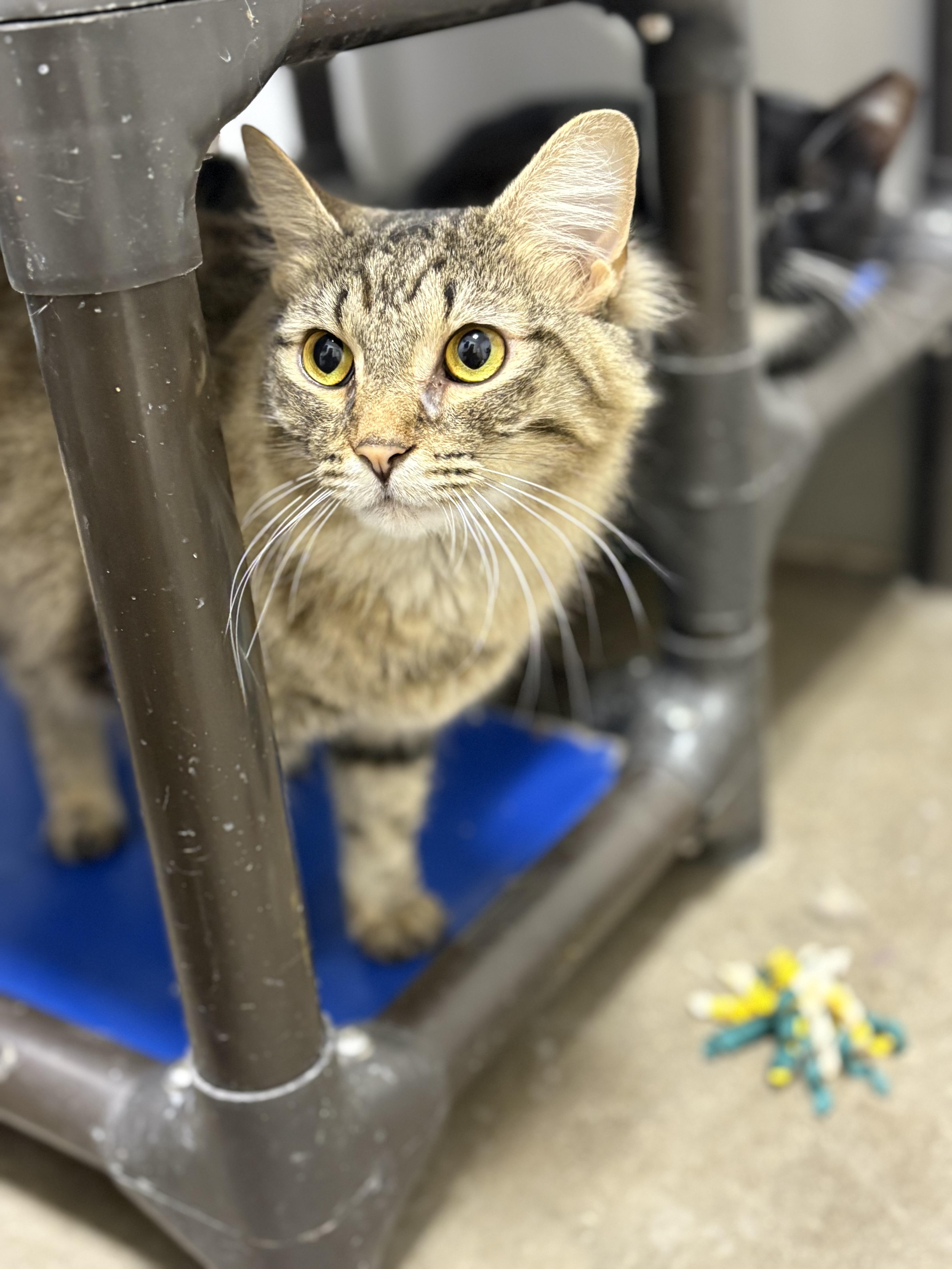 Pheobe, Adult Female unknown