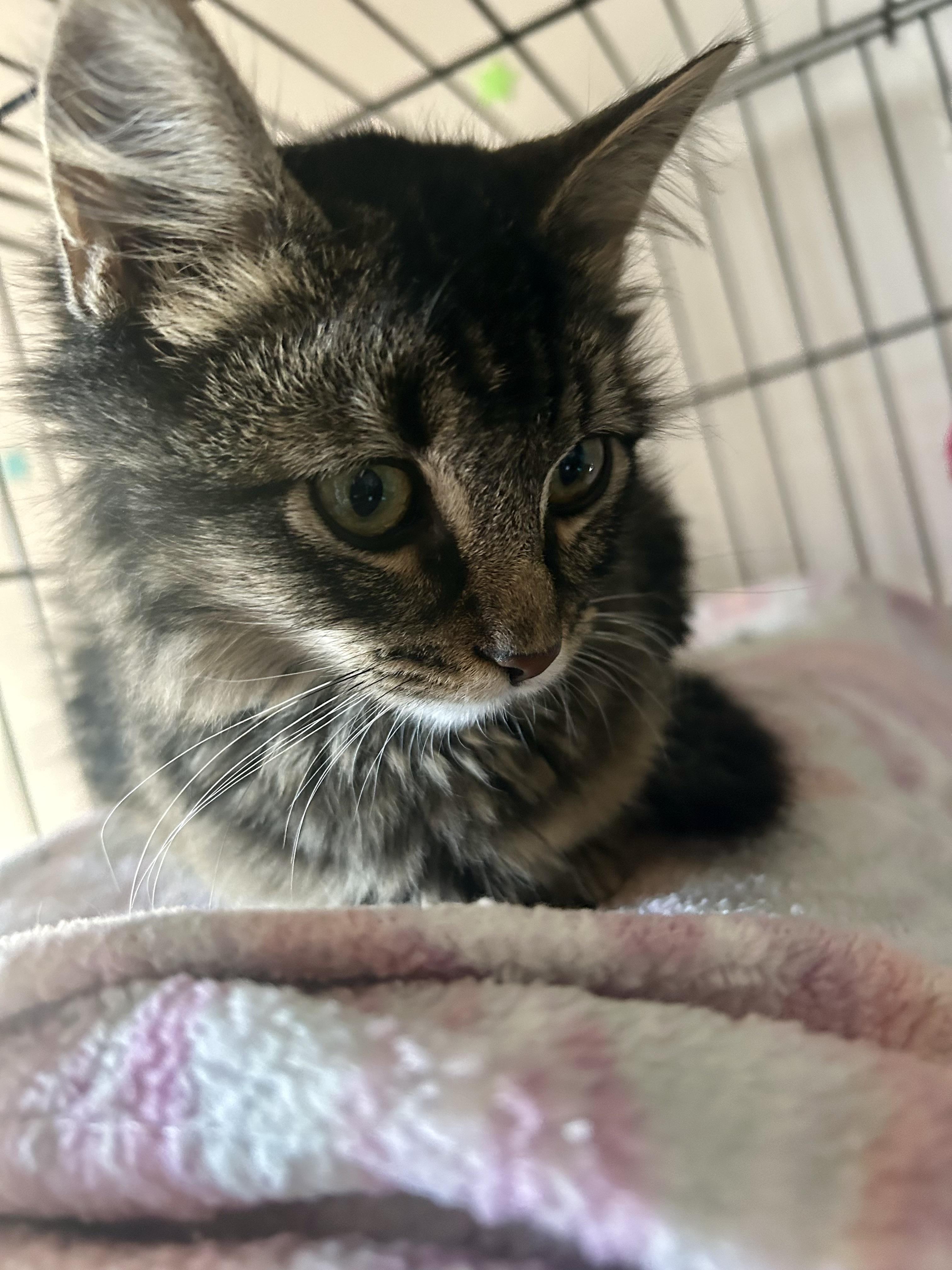 Enlarge Einstein, an adopted Domestic Medium Hair in Greenback, TN image 3/5