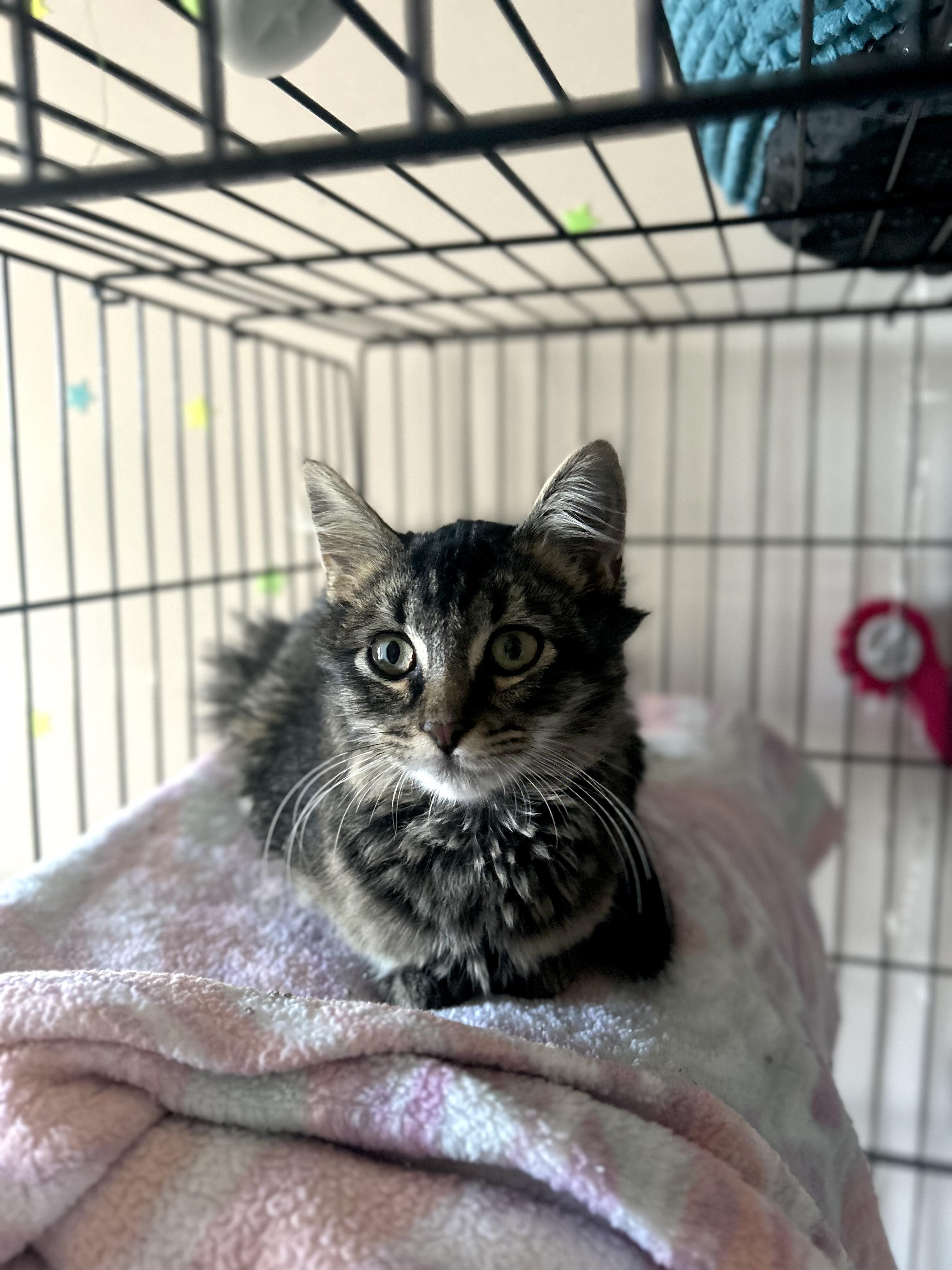 Enlarge Einstein, an adopted Domestic Medium Hair in Greenback, TN image 1/5