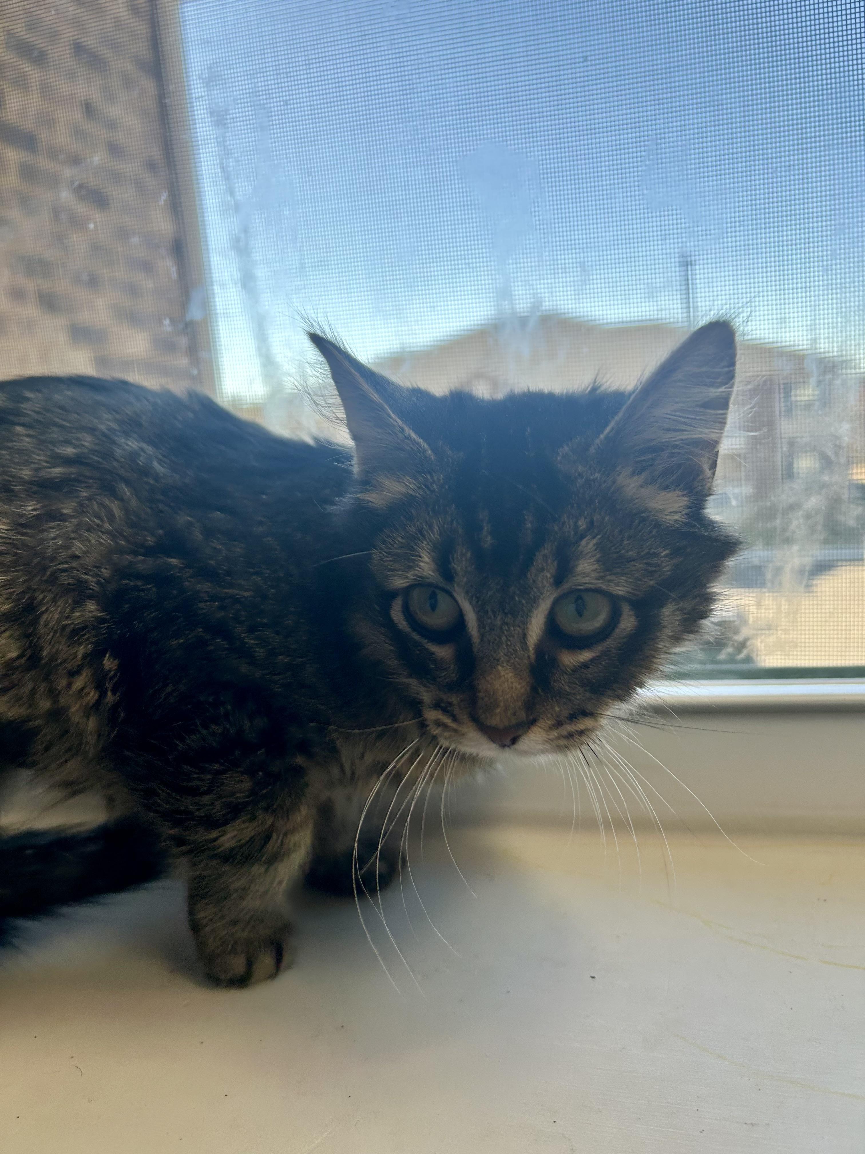 Enlarge Einstein, an adopted Domestic Medium Hair in Greenback, TN image 2/5