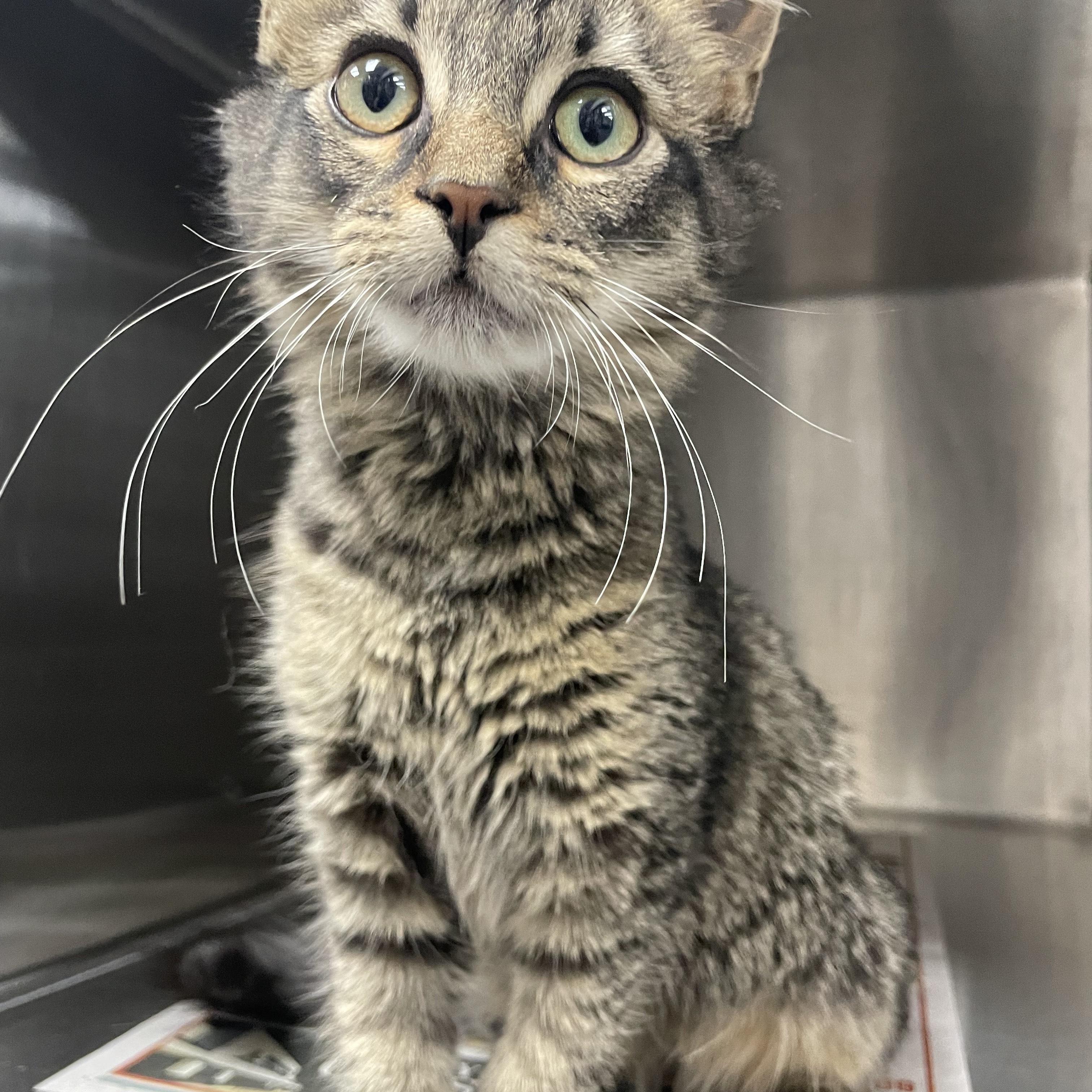 Enlarge Einstein, an adopted Domestic Medium Hair in Greenback, TN image 5/5