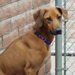 Enlarge Molly, a Adoptable Hound in Green Valley, AZ image 1/6