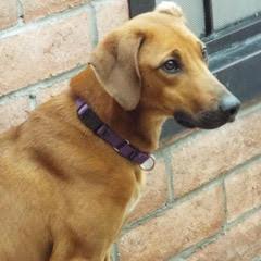 Enlarge Molly, a Adoptable Hound in Green Valley, AZ image 2/6