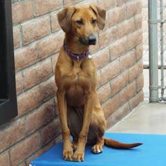 Enlarge Molly, a Adoptable Hound in Green Valley, AZ image 3/6