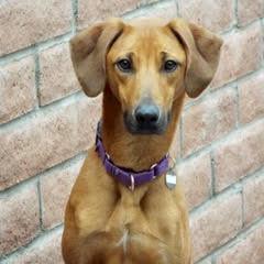 Enlarge Molly, a Adoptable Hound in Green Valley, AZ image 4/6