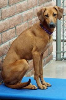 Enlarge Molly, a Adoptable Hound in Green Valley, AZ image 5/6
