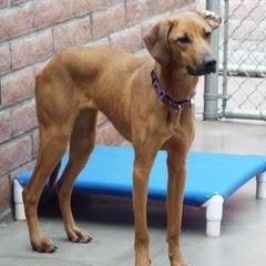 Enlarge Molly, a Adoptable Hound in Green Valley, AZ image 6/6