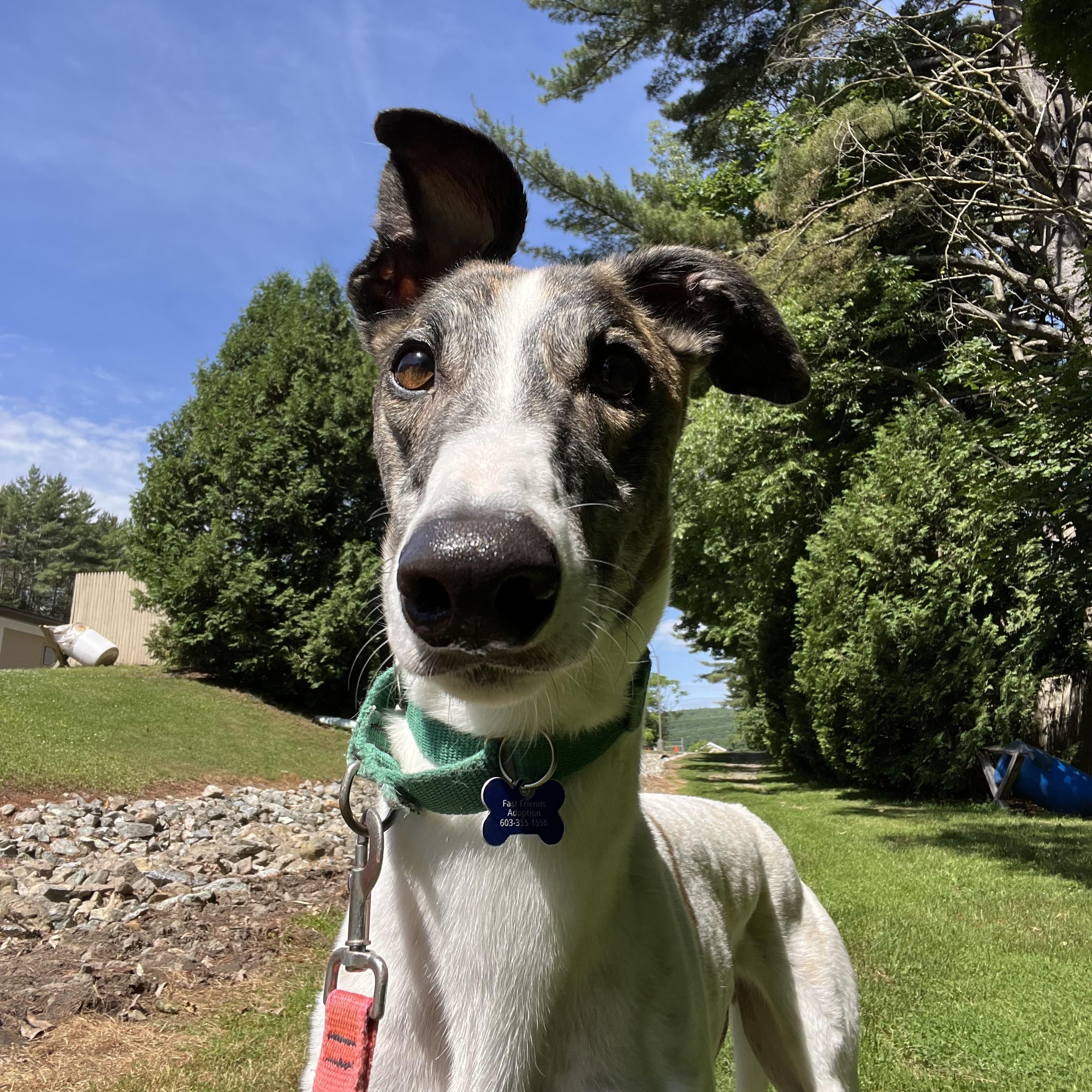 Nando, Adopted, Adult Male Greyhound.