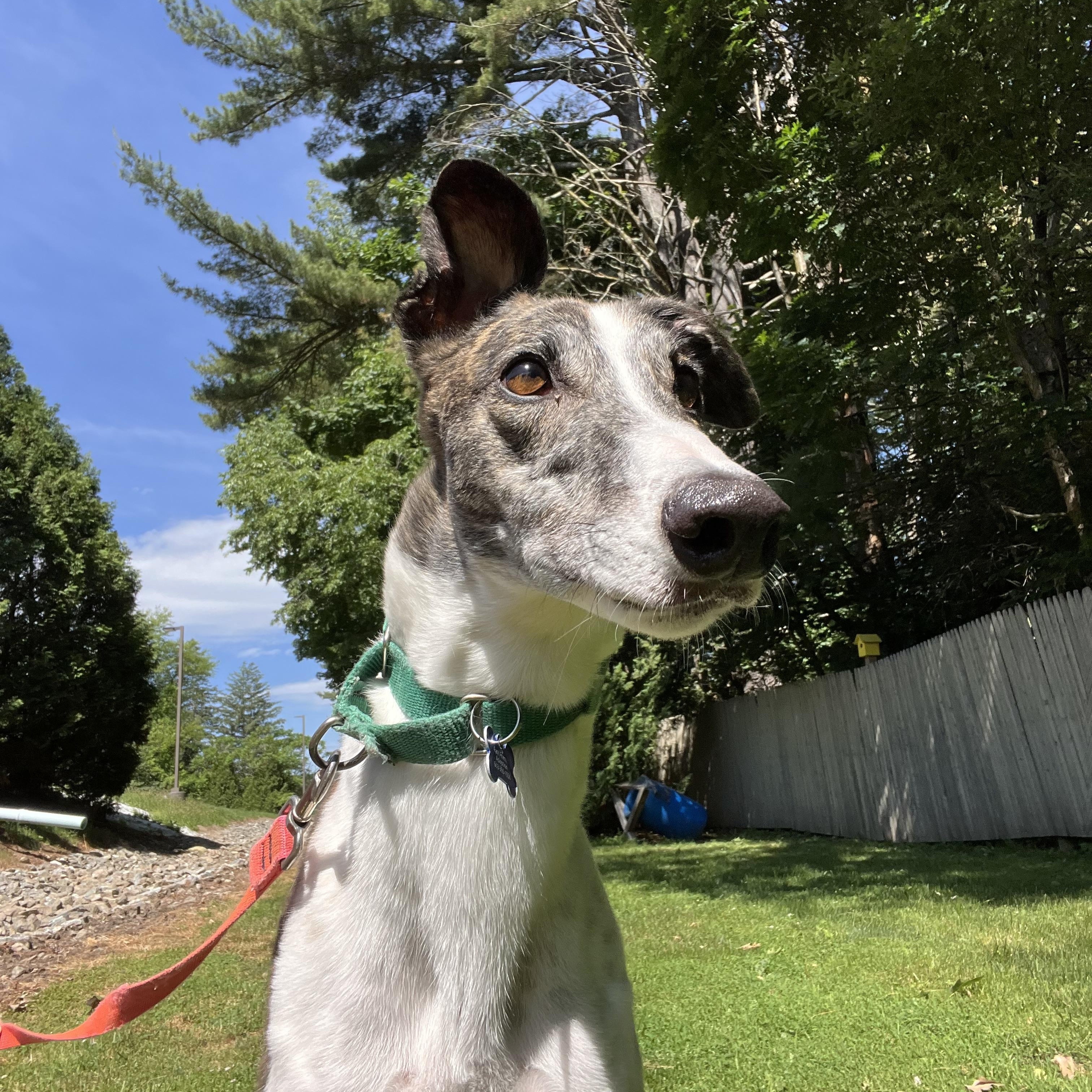 Enlarge Nando, a Adopted Greyhound in Swanzey, NH image 3/3