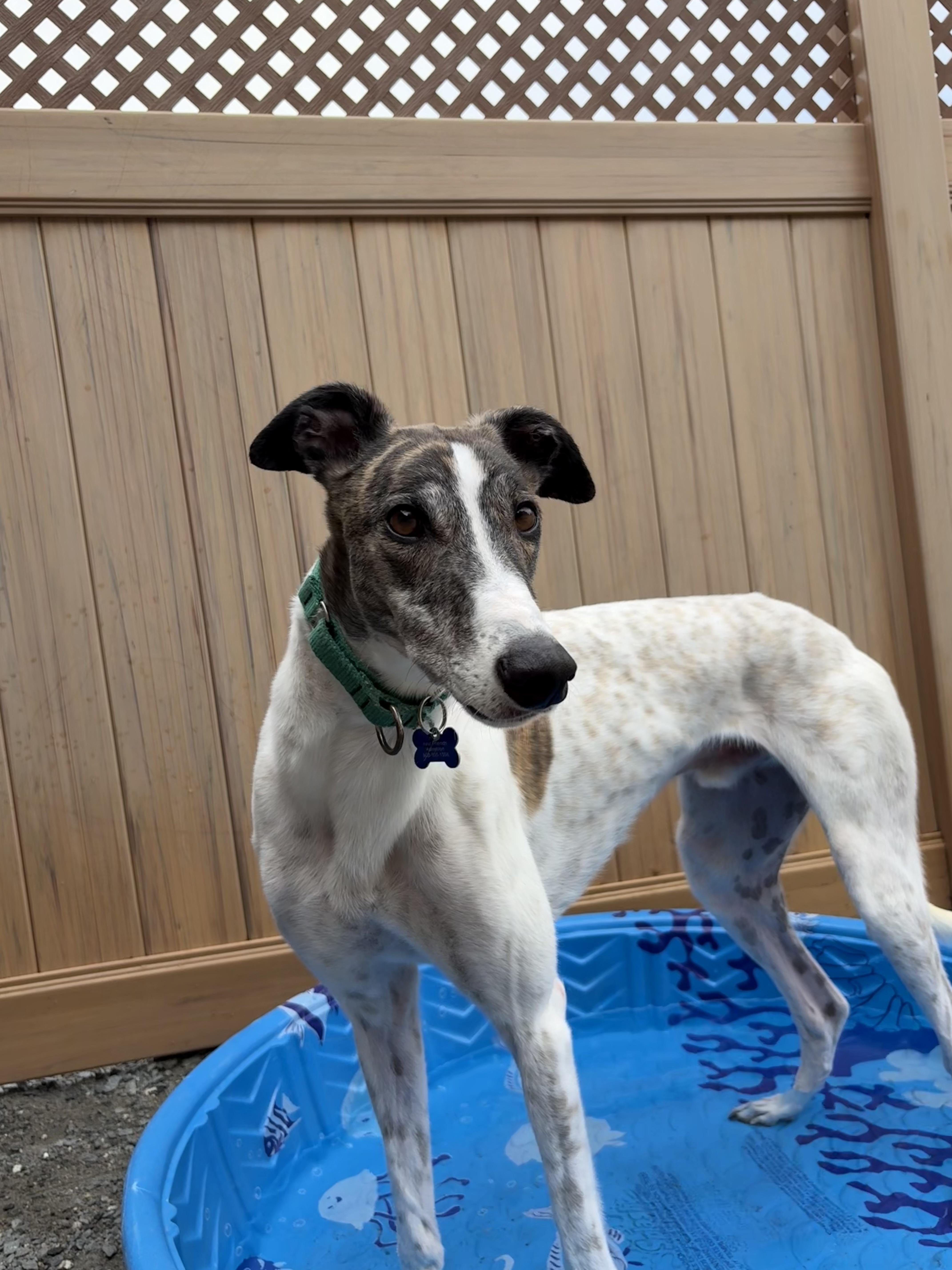 Enlarge Nando, a Adopted Greyhound in Swanzey, NH image 2/3