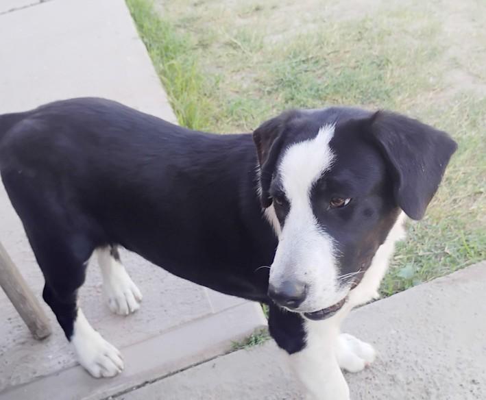 Enlarge Bella, a ADOPTABLE mixed breed in Southport, CT image 5/6