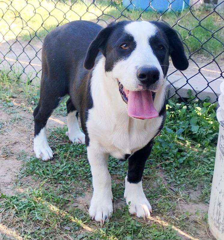 Enlarge Bella, a ADOPTABLE mixed breed in Southport, CT image 2/6