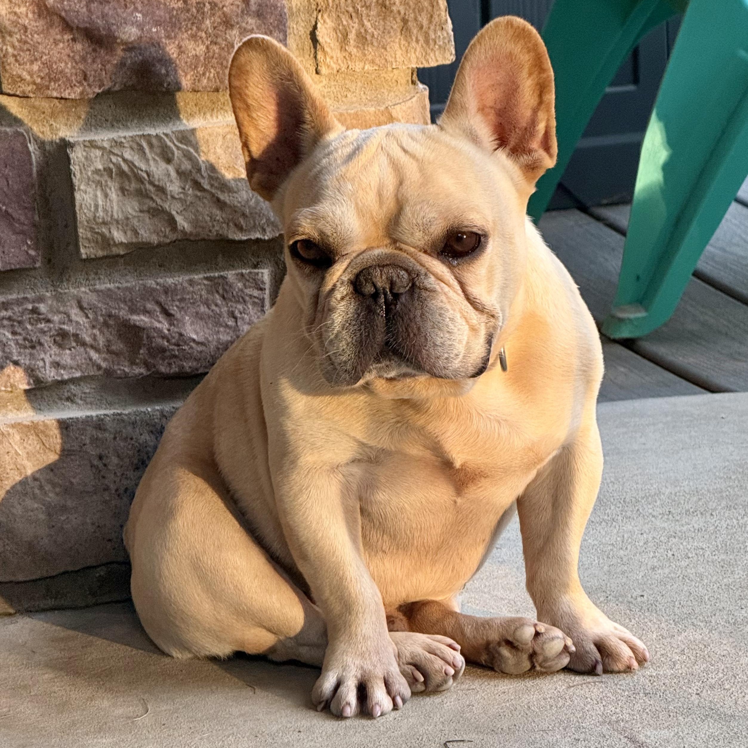 Enlarge Cody, a Adopted French Bulldog in Murphysboro, IL image 2/6