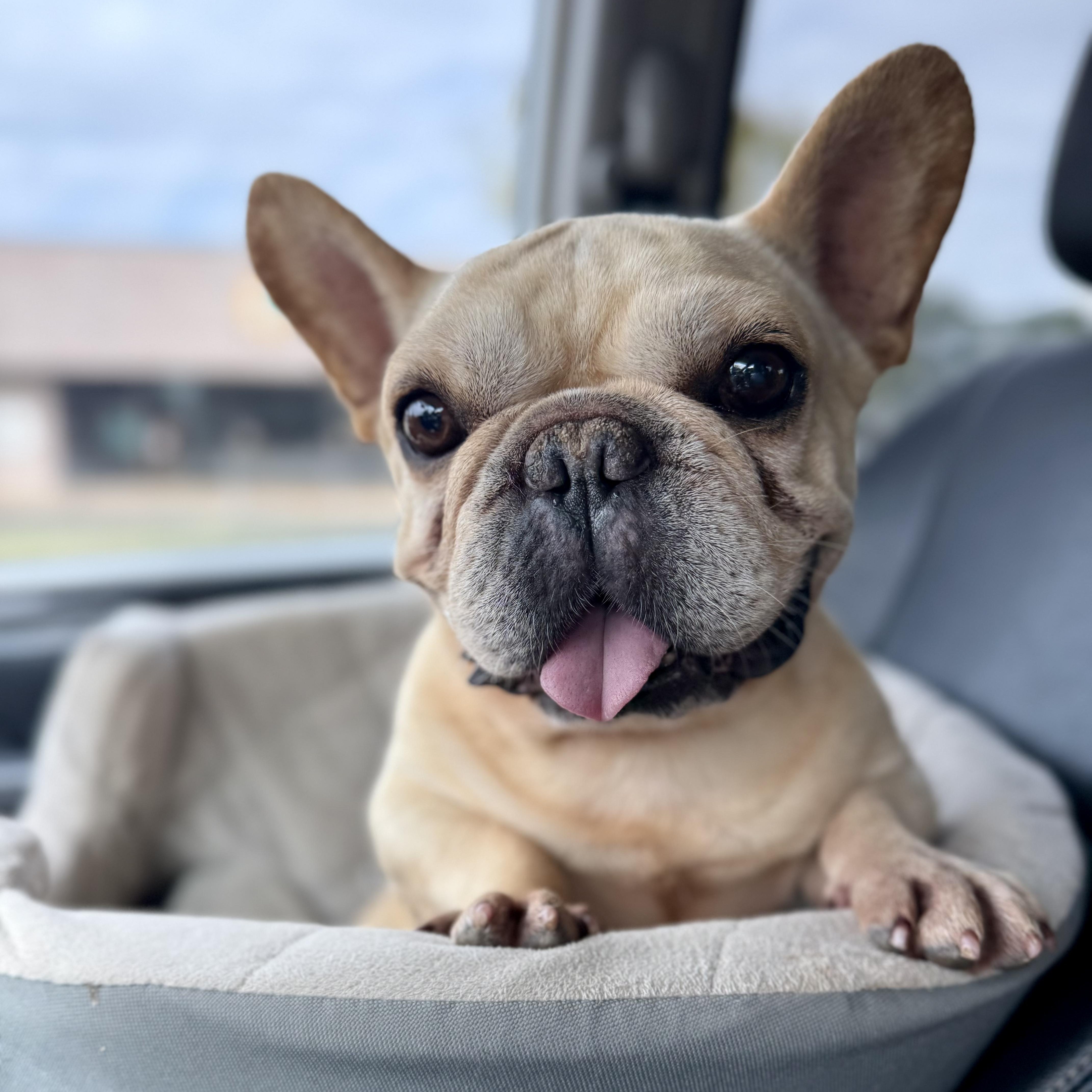 Cody, Adoptable, Adult Male French Bulldog.