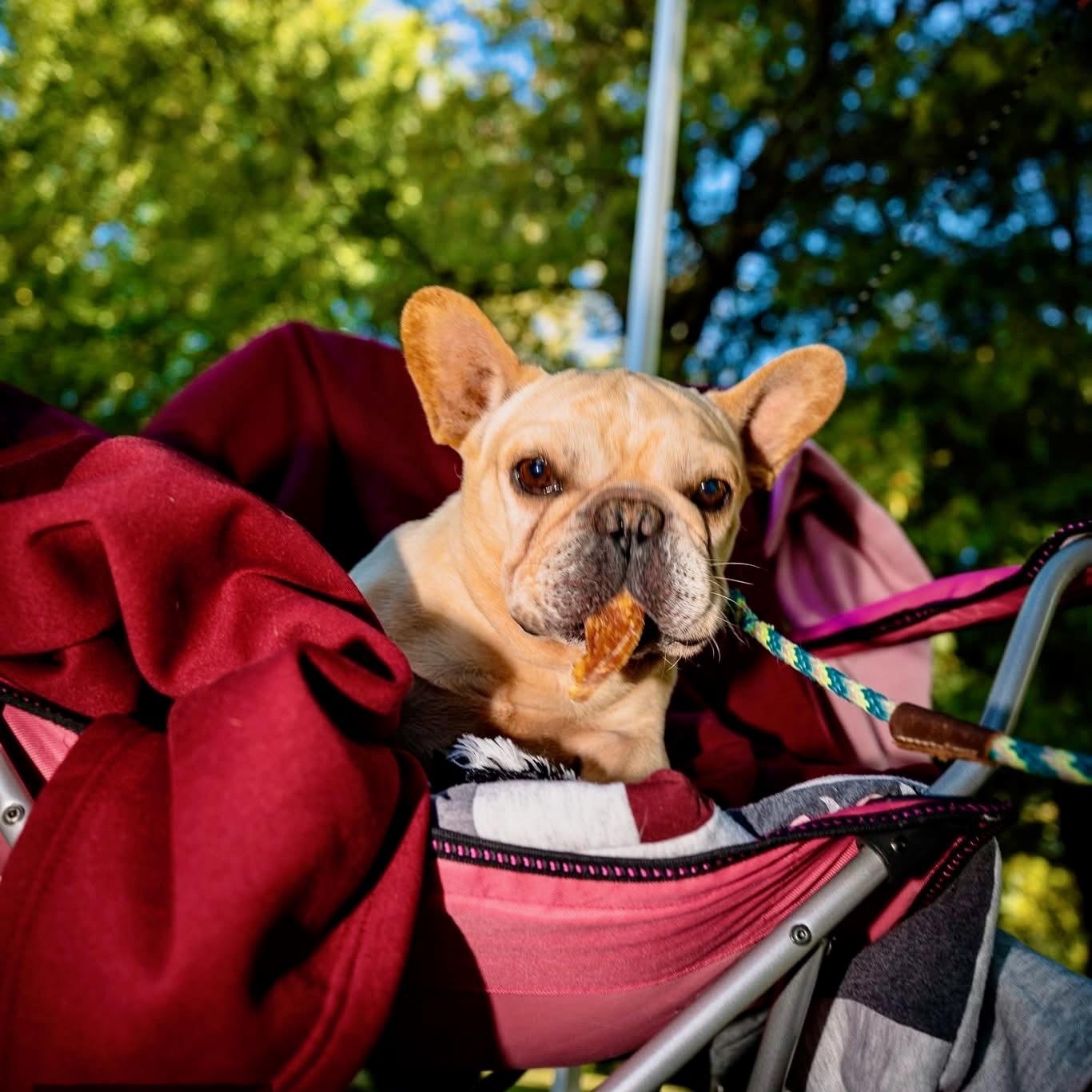 Enlarge Cody, a Adopted French Bulldog in Murphysboro, IL image 5/6