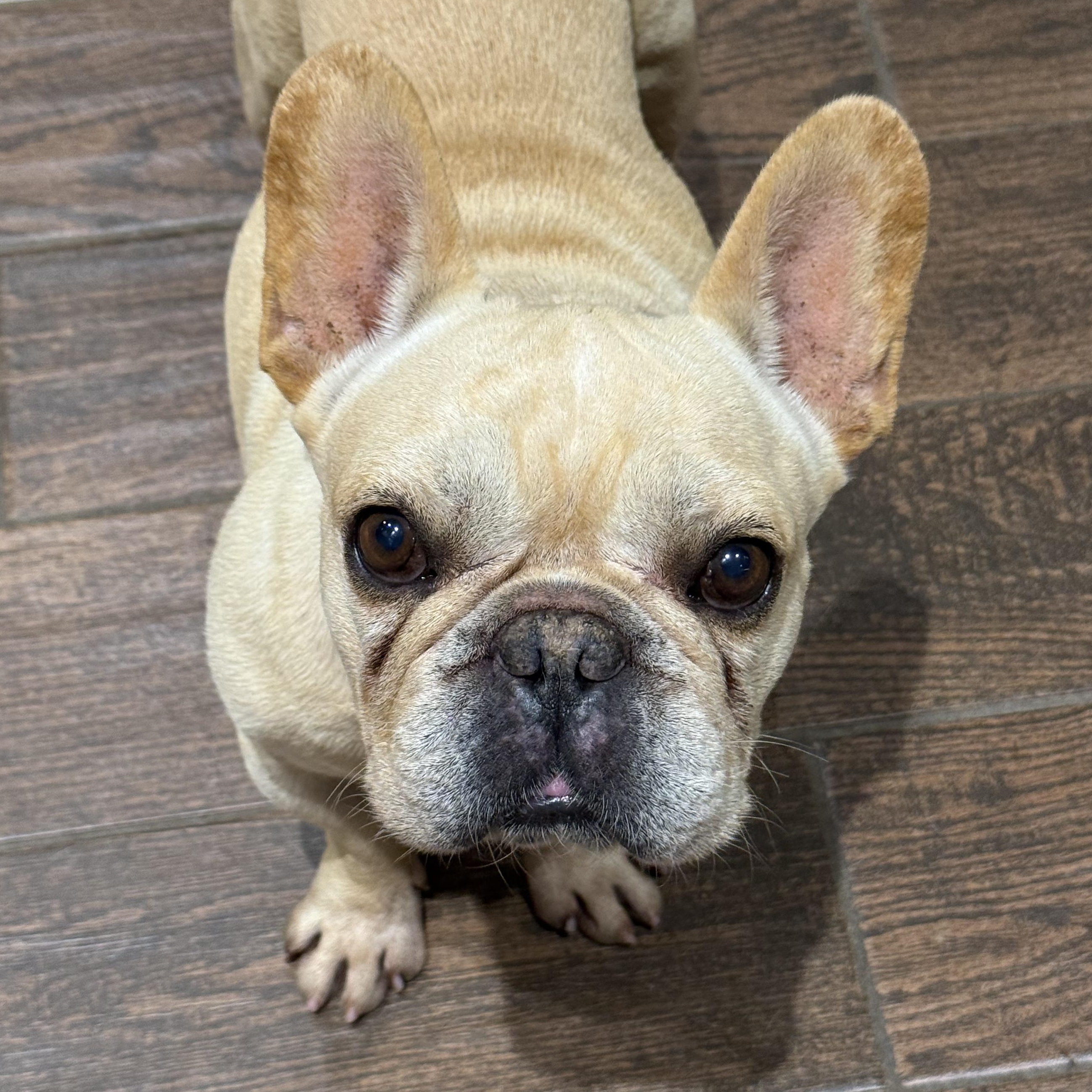 Enlarge Cody, a Adopted French Bulldog in Murphysboro, IL image 3/6