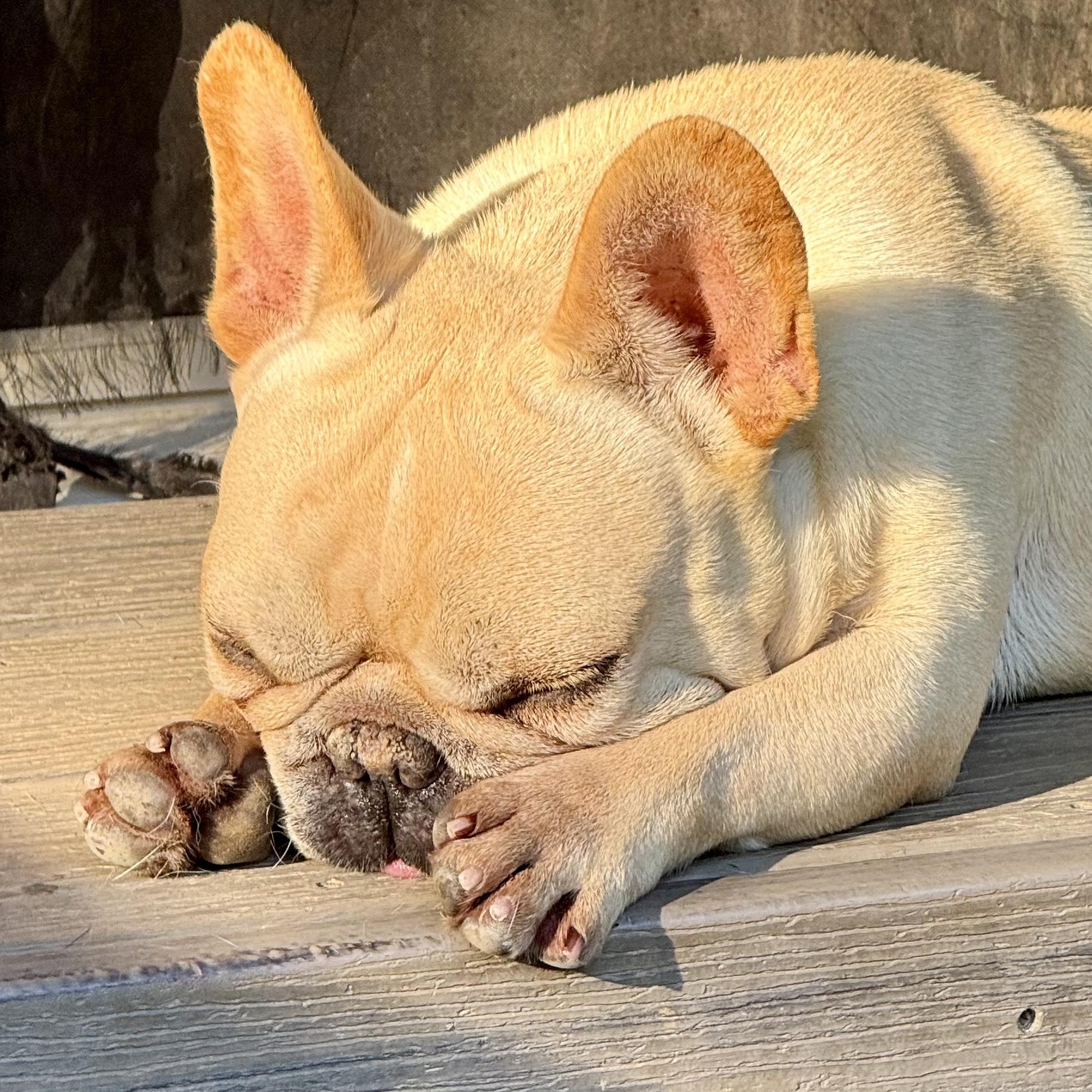 Enlarge Cody, a Adopted French Bulldog in Murphysboro, IL image 4/6