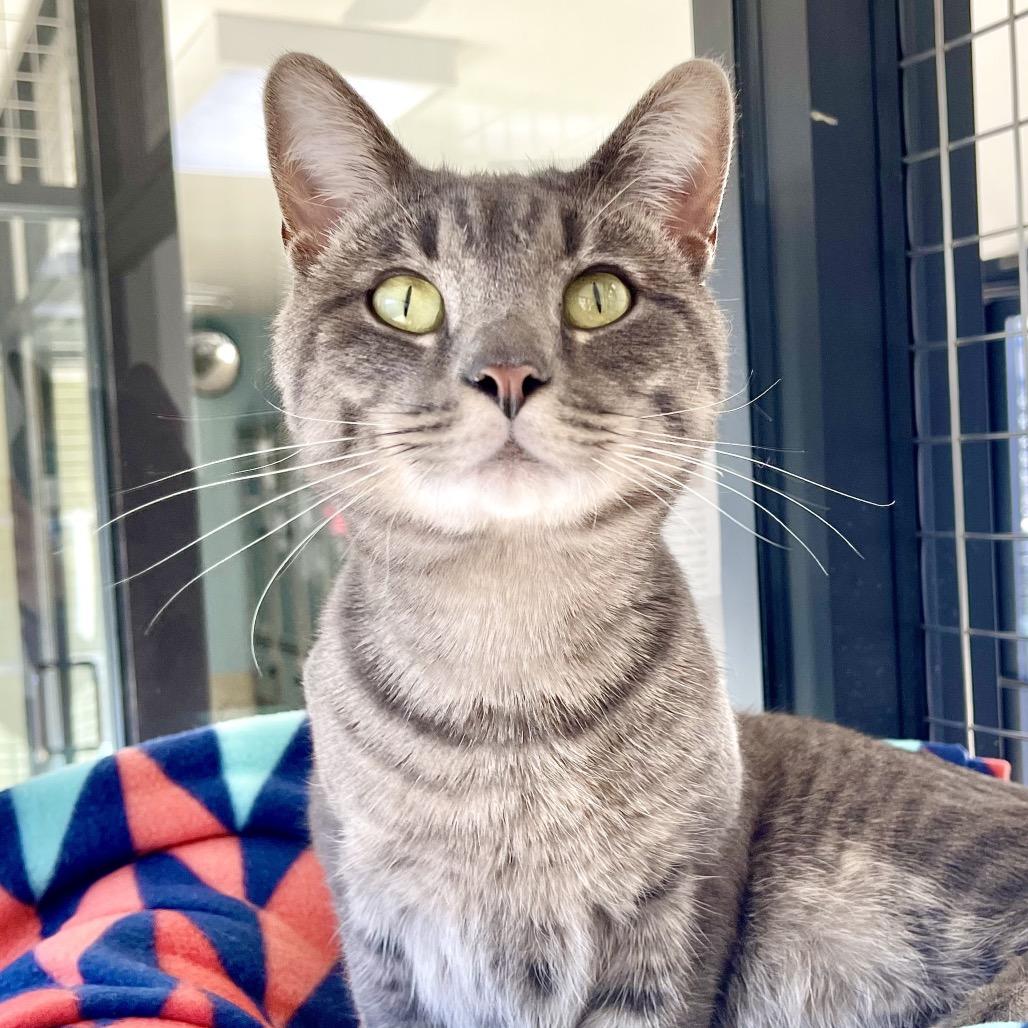 Flounder, Adoptable, Senior Male Domestic Short Hair.