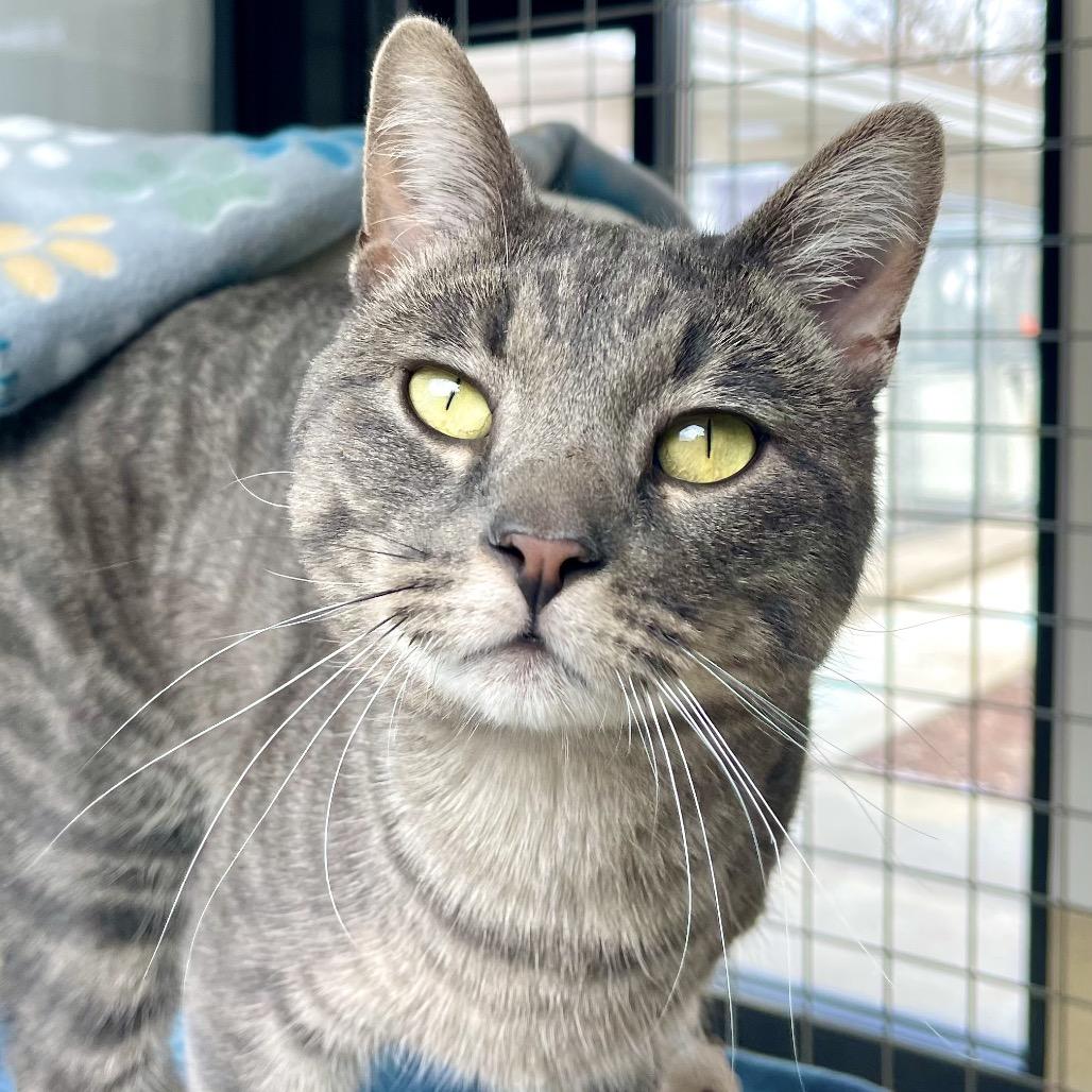 Enlarge Flounder, a Adoptable Domestic Short Hair in Deerfield, IL image 2/6