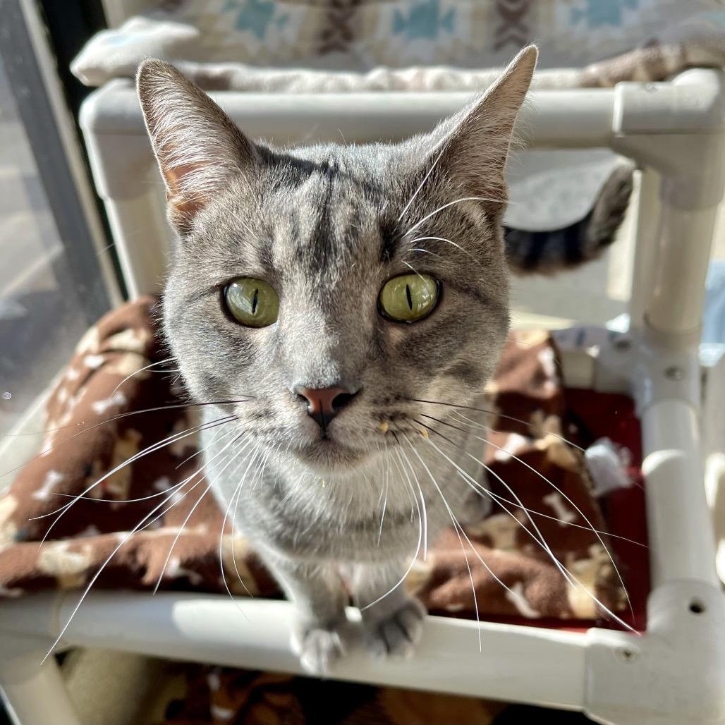 Enlarge Flounder, a Adoptable Domestic Short Hair in Deerfield, IL image 1/5