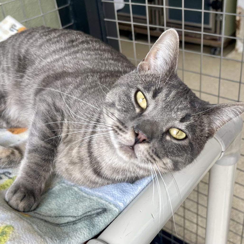 Enlarge Flounder, a Adoptable Domestic Short Hair in Deerfield, IL image 3/6